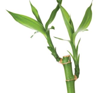 1 Lucky Bamboo Stalk (A Symbol of Commitment) Gift Plant