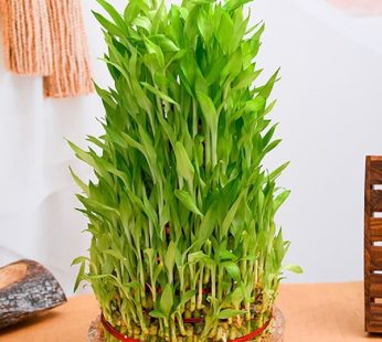 10 Layer Lucky Bamboo Plant in a Bowl