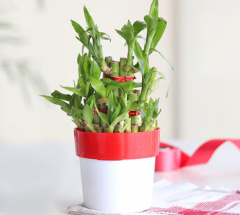 2 Layer Lucky Bamboo in Red and White Pot