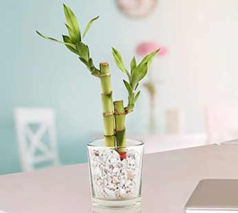 2 Lucky Bamboo Stalks (A Symbol of Love) Gift Plant