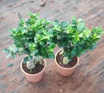2 Rich Ficus Plants Pack