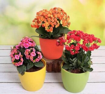 3 Colorful kalanchoe Flowering Plants pack