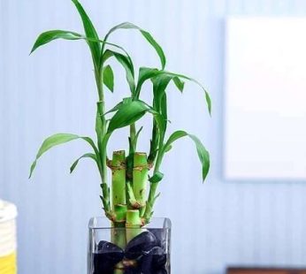 3 Lucky Bamboo Stalks (A Symbol of Happiness) Gift Plant
