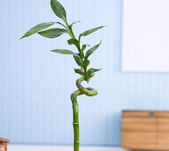 30 cm Spiral Stick Lucky Bamboo Plant