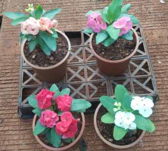 4 Elegant Flowering Euphorbia Plants Pack