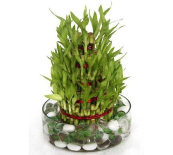 5 Layer Lucky Bamboo Plant in a Bowl