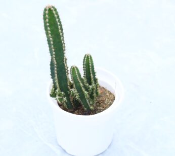 Acanthocereus Tetragonus – Cactus