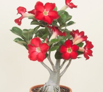 Adenium Plant, Desert Rose (Flore pleno hybrida) Plant