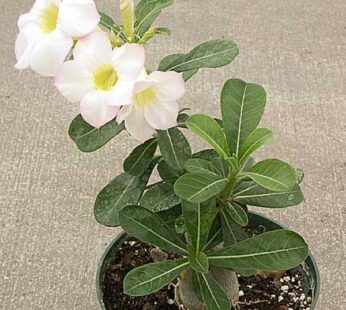 Adenium Plant, Desert Rose (White) Plant