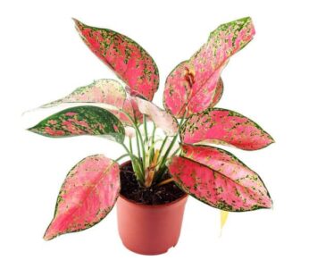 Aglaonema Dud Anyamanee, Green, Pink Plant