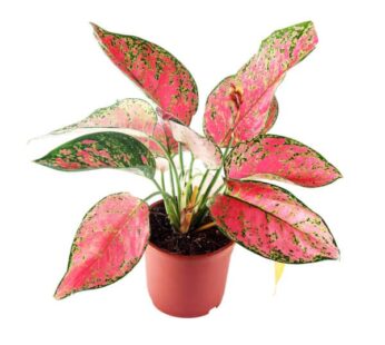 Aglaonema Lady Valentine pink Plant