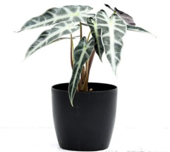 Alocasia Hybrid Plant