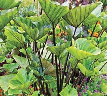 Alocasia Plant,  Esculata Var Tea Cup Plant