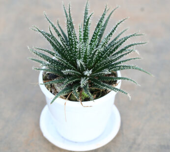 Aloe Haworthioides – Succulent Plant