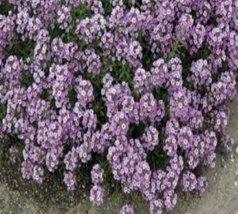 Alyssum Lavender Plant