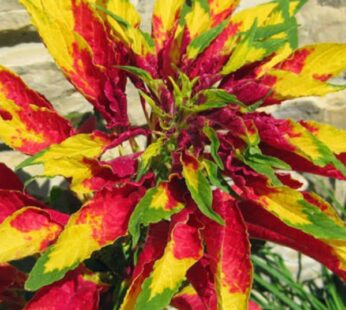 Amaranthus Tricolour Mixed Color Flowering Seeds