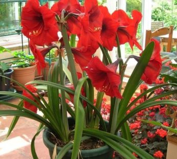 Amaryllis Lily (Any Color) Plant