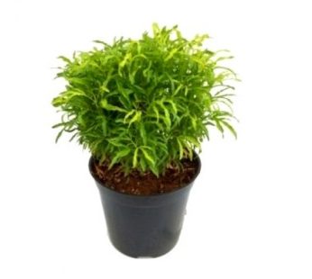 Aralia Green Plant