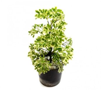 Aralia Miniature White Plant