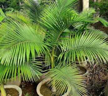 Archontophoenix Alexandrae Palm Plant