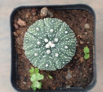 Astrophytum Asterias – Cactus