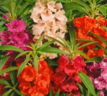 Balsam Double Mixed Color Flowering Seeds