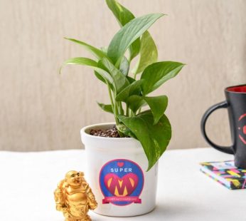 Birthday Gift Money Plant Green with Laughing Buddha