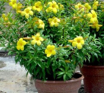 Bush Allamanda, Allamanda cathartica (Yellow) Plant