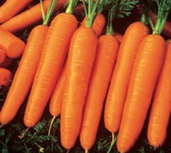 Carrot Orange Early Nantus Vegetable Seeds