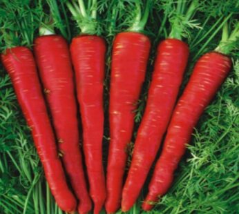 Carrot Red Long Vegetable Seeds