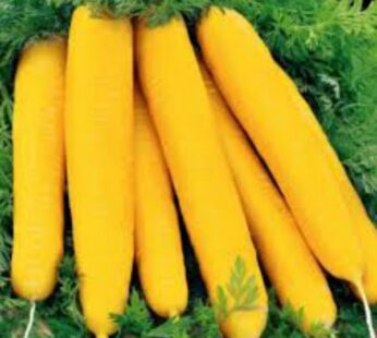 Carrot Yellow Taborska Z Seeds