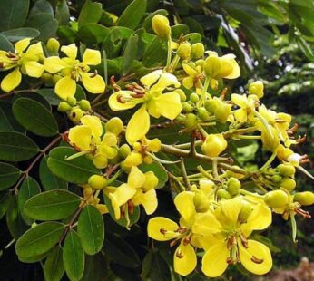 Cassia Siamea Plant, Cassia Florida (Yellow) – Plant