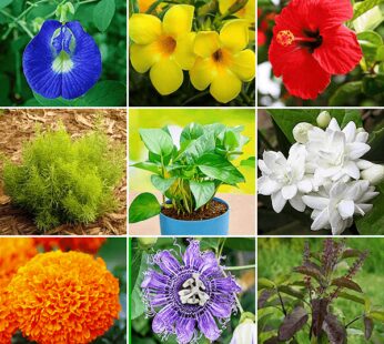 Celebrate 9 colors flowering plant pack