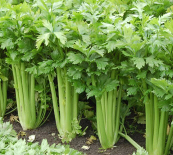 Celery Imported, Celery Tall Utah – Vegetable Seeds