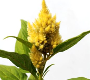 Celosia Light Yellow Plant