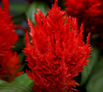 Celosia Red Plant