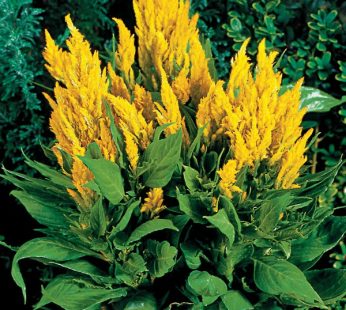 Celosia Yellow Plant