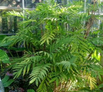 Chamaedorea Microspadix Plant, Hardy Bamboo Palm Plant