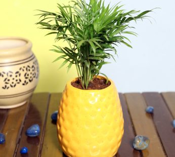Chamaedorea Palm Plants For Gifting In Ceramic Lamp Planters