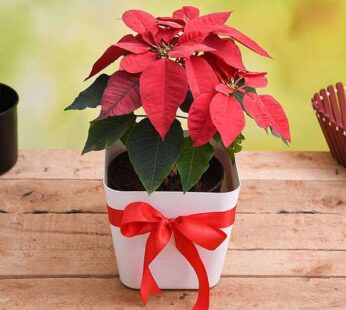 Cheerful Poinsettia, Christmas Flower in Decorative Pot