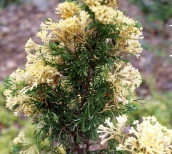 Chinese Juniper Plant, Juniperus Chinensis Expansa Variegata Plant