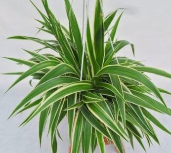 Cholorophytum Comosum – Spider Plant