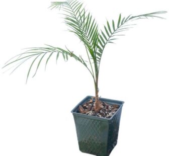 Cluster Palm Plant