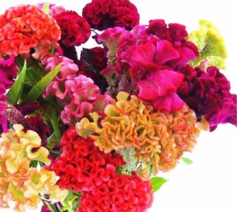 Cockscomb Mixed Color Flowering Seeds