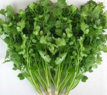 Coriander Green Aroma Vegetable Seeds