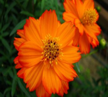 Cosmos Orange Flowering Seeds