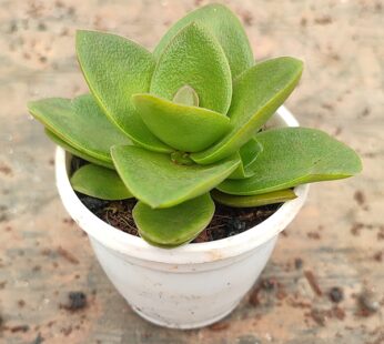 Crassula Capitella Green – Succulent Plant
