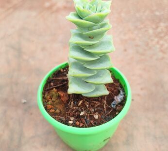 Crassula Green Pagoda (Mini) – Succulent Plant
