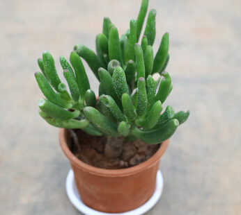 Crassula Hobbit- Succulent Plant