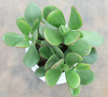 Crassula Ovata / Jade Plant